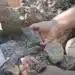 83 милиона години под скалата: откриха динозавърска кост край Трън 11 83 милиона години под скалата: откриха динозавърска кост край Трън