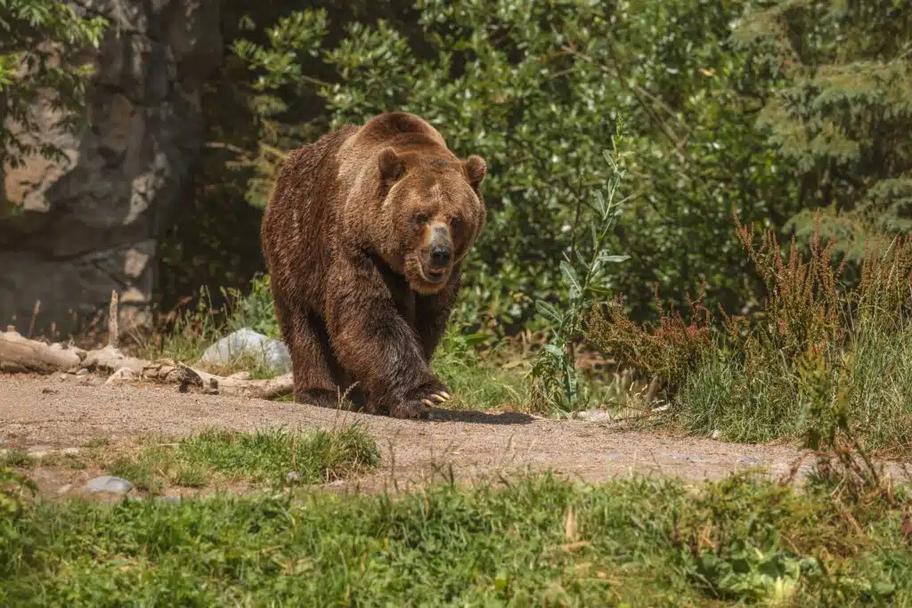 brown bear forest 8cd764df