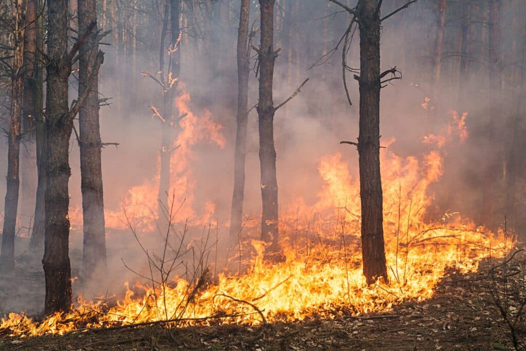 development of forest fire flame is starting dama 2026 01 06 10 53 46 utc scaled 1