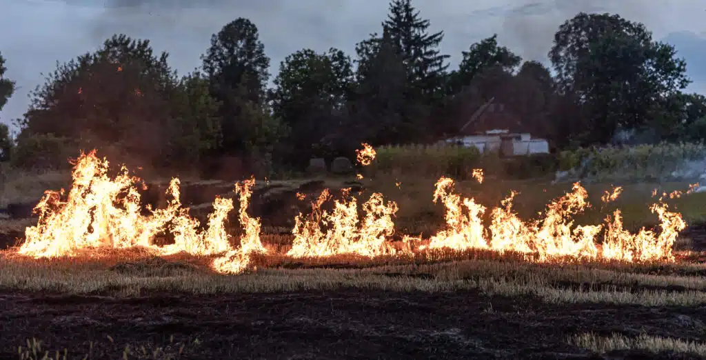 Нови огнища над Селиминово, ден след пожара край Гавраилово 1 hot summer day dry grass is burning field burning field with dry grass 17100959