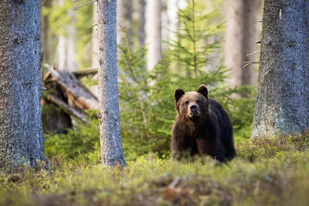 majestic brown bear standing in mountain forest be 2026 01 06 09 07 39 utc scaled 1