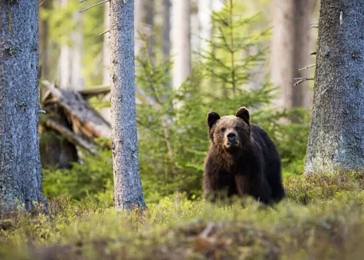 majestic brown bear standing in mountain forest be 2026 01 06 09 07 39 utc scaled 1